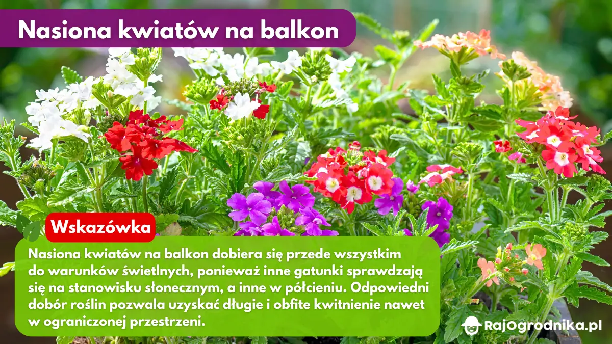 Nasiona-kwiatów-na-balkon-blog-sklep-rajogrodnika